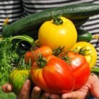 Summer Veggie Harvest