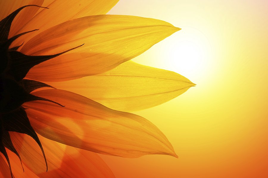 Spring has Sprung: Let's Get to Work in the Garden - Sunflower web