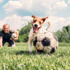 Dog Parks: Why They’re Good for You and Fido