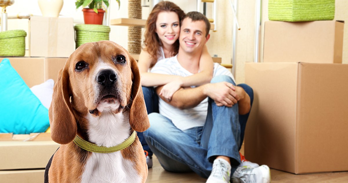 Help Fido Feel a Part of the Moving Process - fido moving process