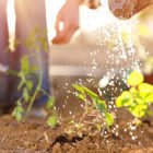 Get Growing: Tips for Water-Wise Gardening