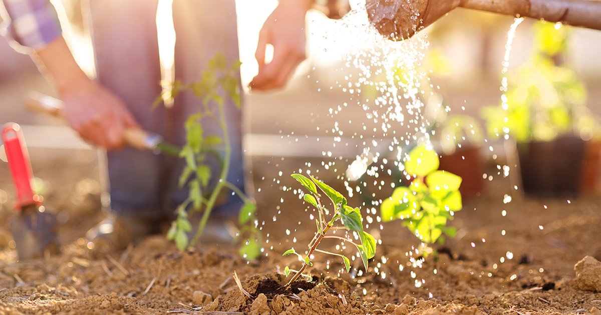 Get Growing: Tips for Water-Wise Gardening - watering garden