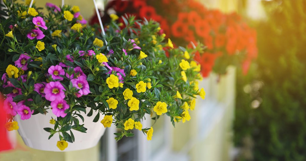 Easy Fix: Refresh Outdoor Decor with Hanging Baskets - hanging basket