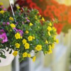 Baskets of hanging petunia flowers on balcony. Petunia flower in ornamental plant.
