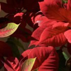 red leaves of poinsettia plant