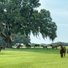 Florida Cities Lead U-Haul’s 2025 Growth Index
