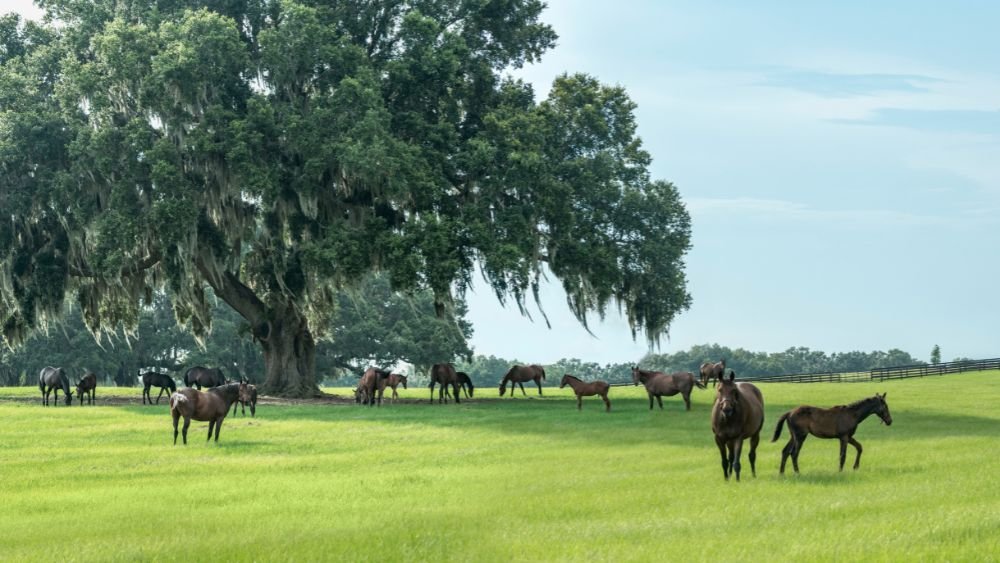 Florida Cities Lead U-Haul’s 2025 Growth Index - Florida Cities Lead U Hauls 2025 Growth Index
